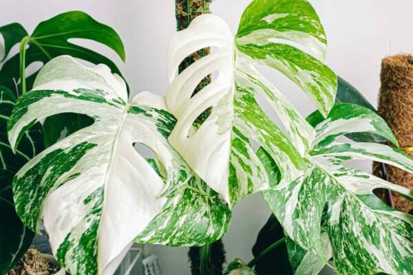 Monstera Albo